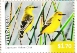 Yellow Chat Epthianura crocea  2026 Endangered birds Sheet in stamp pack