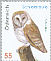 Western Barn Owl Tyto alba  2009 Barn Owl sa