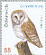 Western Barn Owl Tyto alba