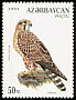 Saker Falcon Falco cherrug