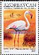 Greater Flamingo Phoenicopterus roseus  2010 Ecology of the Caspian Sea 