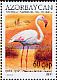 Greater Flamingo Phoenicopterus roseus