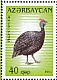 Helmeted Guineafowl Numida meleagris