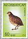 Common Quail Coturnix coturnix