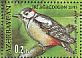 Great Spotted Woodpecker Dendrocopos major  2013 Hirkan national park Sheet