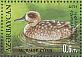 Marbled Duck Marmaronetta angustirostris  2013 Hirkan national park Sheet