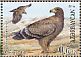 Steppe Eagle Aquila nipalensis