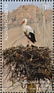 White Stork Ciconia ciconia  2019 Nakhchivan  MS