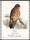 Common Buzzard Buteo buteo