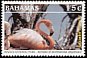 American Flamingo Phoenicopterus ruber  2003 Inagua national park 