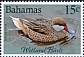 White-cheeked Pintail Anas bahamensis
