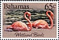 American Flamingo Phoenicopterus ruber  2022 Wetmark birds 
