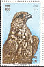 Gyrfalcon Falco rusticolus