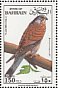 Common Kestrel Falco tinnunculus