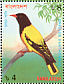 Black-hooded Oriole Oriolus xanthornus