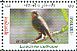 Siberian Rubythroat Calliope calliope