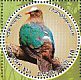 Common Emerald Dove Chalcophaps indica