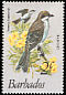Grey Kingbird Tyrannus dominicensis  1979 Birds 