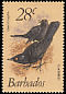 Carib Grackle Quiscalus lugubris  1979 Birds 