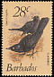 Carib Grackle Quiscalus lugubris