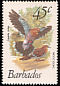 Zenaida Dove Zenaida aurita  1979 Birds 