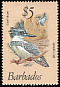 Belted Kingfisher Megaceryle alcyon