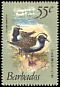 American Golden Plover Pluvialis dominica  1981 Birds 