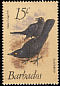 Carib Grackle Quiscalus lugubris