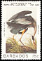 Great Blue Heron Ardea herodias  1985 Audubon 