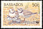 Piping Plover Charadrius melodus  1999 WWF 
