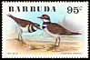 Killdeer Charadrius vociferus