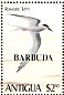 Roseate Tern Sterna dougallii  1980 Overprint BARBUDA on Antigua 1980.02  MS