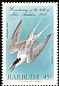 Roseate Tern Sterna dougallii