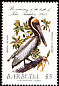 Brown Pelican Pelecanus occidentalis  1985 Audubon 