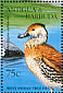 West Indian Whistling Duck Dendrocygna arborea