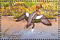 Eurasian Wigeon  Mareca penelope