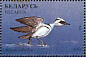 Smew  Mergellus albellus