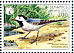 White Wagtail Motacilla alba