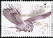 Great Grey Owl Strix nebulosa