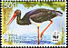 Black Stork Ciconia nigra