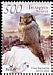 Northern Hawk-Owl Surnia ulula