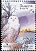 Snowy Owl Bubo scandiacus