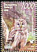 Ural Owl Strix uralensis