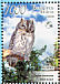 Eurasian Scops Owl Otus scops