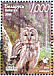 Ural Owl Strix uralensis