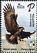 Greater Spotted Eagle Clanga clanga