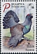 Western Capercaillie Tetrao urogallus  2020 Bird of the year Birdlife 