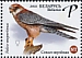 Red-footed Falcon Falco vespertinus  2021 Falcons 