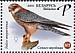 Red-footed Falcon Falco vespertinus