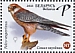 Red-footed Falcon Falco vespertinus